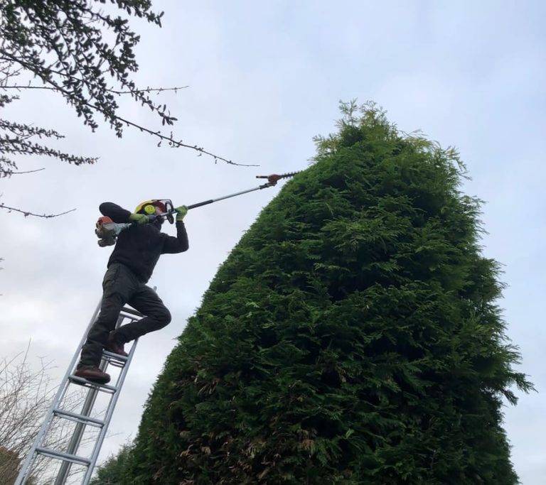 Tree surgeon hedge trimming on a ladder