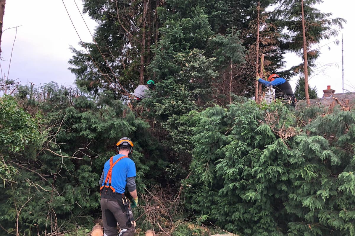 Tree surgeons removing row of tall trees