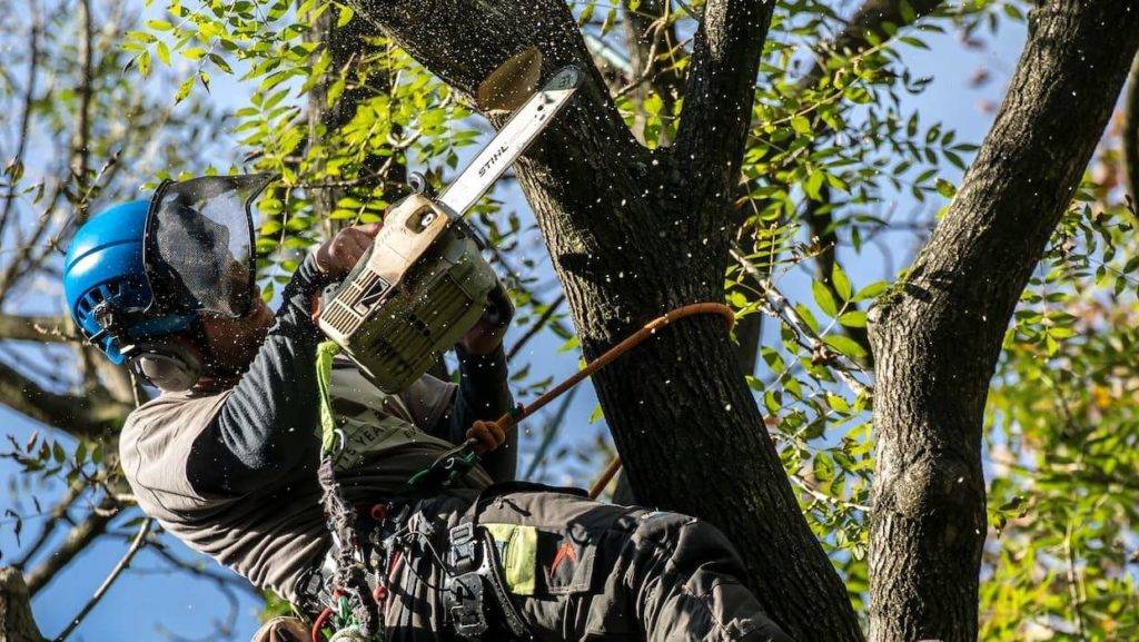 Chainsaw Tree Pruning