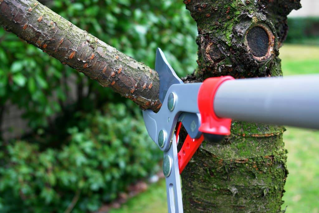 tree pruning with loppers
