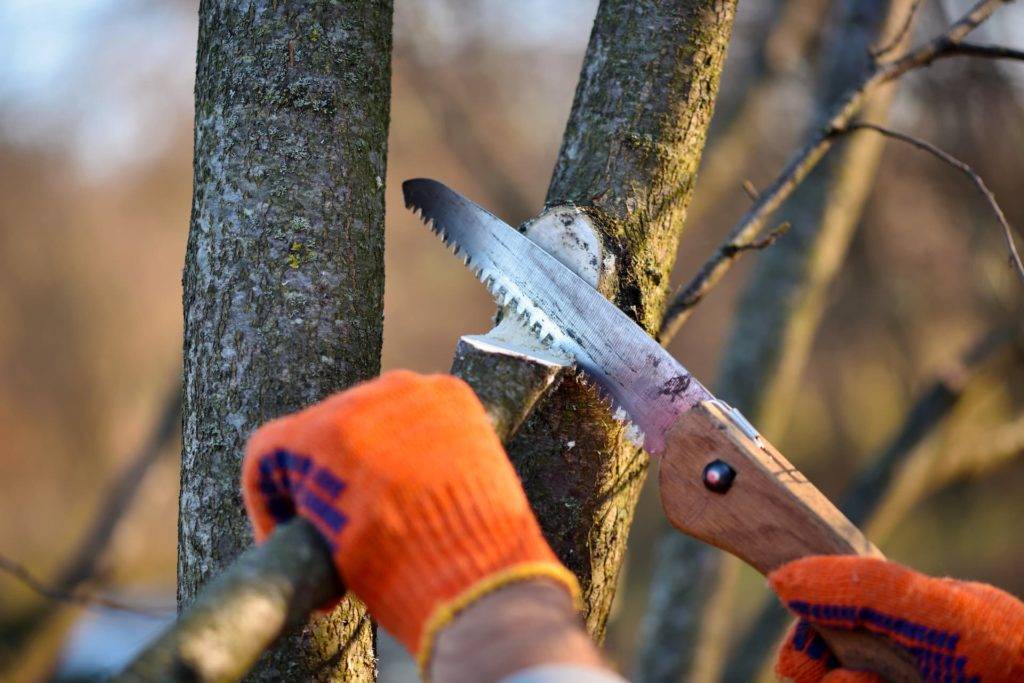 tree prunig with a saw
